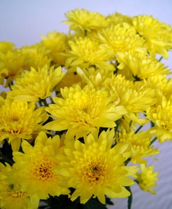 crisantemo_amarillo
