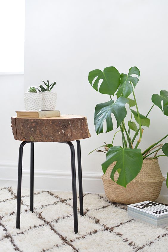 plantas tabutere madera