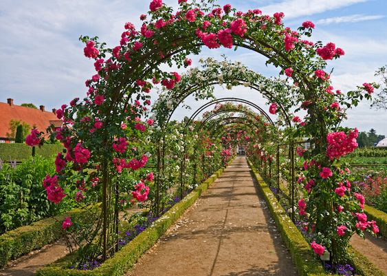 arcos trepadoras.jpg