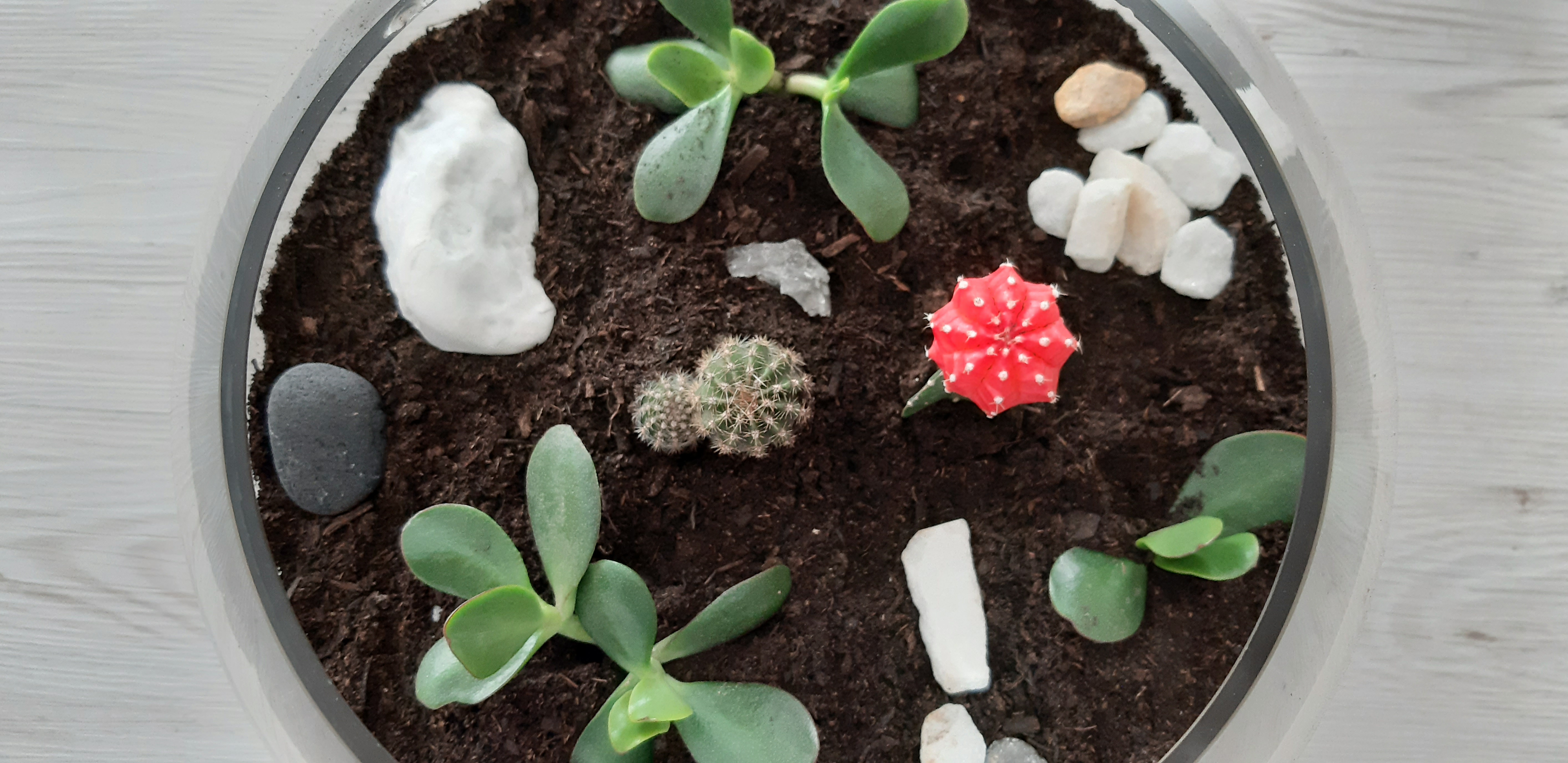 Terrario_plantas y decoración